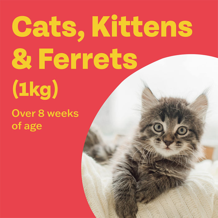 Bob Martin Clear Spot On Flea Treatment for Cats & Kitten
