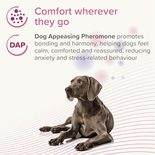 Beaphar - CaniComfort® Calming Collar For Dogs – Reduces Stress & Anxiety – Pheromone Calming for Dogs – Long-Lasting Up to 4 Weeks – Ideal for Anxious Dogs & Long-Term Stress – 1 x 65cm Collar