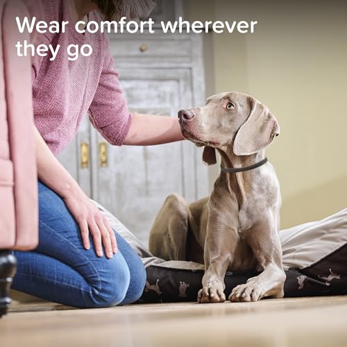 Beaphar - CaniComfort® Calming Collar For Dogs – Reduces Stress & Anxiety – Pheromone Calming for Dogs – Long-Lasting Up to 4 Weeks – Ideal for Anxious Dogs & Long-Term Stress – 1 x 65cm Collar