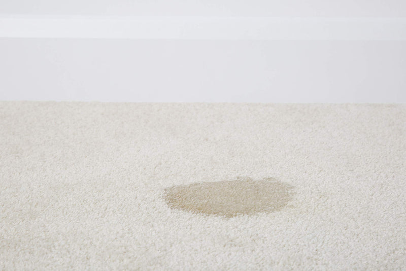 1001 Pet Stain and Odour Remover, Tough On Stubborn Stains, Gentle On Rugs, Upholstery and Carpets, Pack of 6, 500 ml