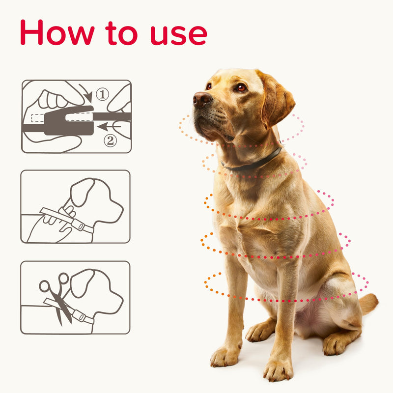 Beaphar - Canishield® Medicated Flea & Tick Collar for Small/Med Dogs Kills Fleas, Ticks & Sandflies – 4-6 months Long-Lasting Protection - Vet-Strength Flea Treatment – Adjustable collar up to 48cm