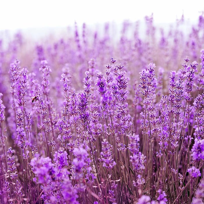 Glade Solid Gel Air Freshener, Odour Eliminator for Home & Bathroom