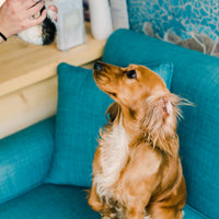 PETS