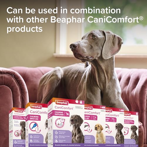 Beaphar - CaniComfort® Calming Collar For Dogs – Reduces Stress & Anxiety – Pheromone Calming for Dogs – Long-Lasting Up to 4 Weeks – Ideal for Anxious Dogs & Long-Term Stress – 1 x 65cm Collar