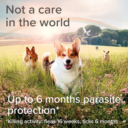 Beaphar - Canishield® Medicated Flea & Tick Collar for Large Dogs - Kills Fleas, Ticks & Sandflies - 4-6 Months Long-Lasting Protection - Vet Strength Flea Treatment - Adjustable Collar up to 65cm