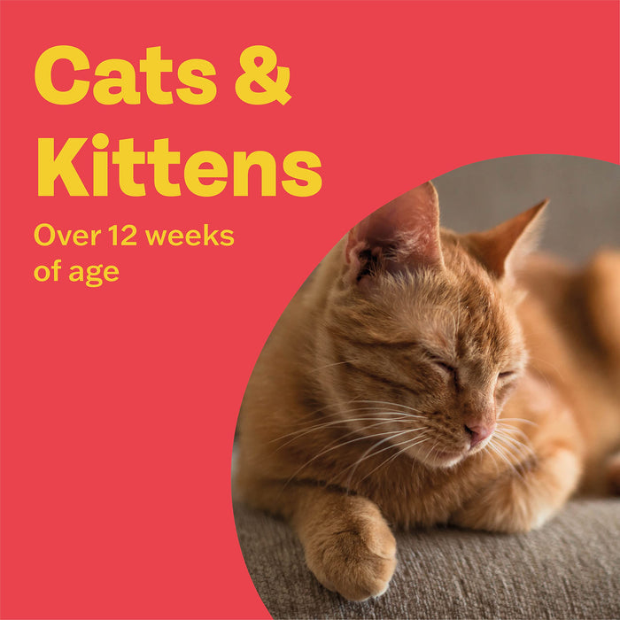 Bob Martin Clear Spot On Flea Treatment for Cats & Kitten