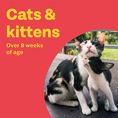 Bob Martin Clear Spot On Flea Treatment for Cats & Kittens - Kills Fleas & Ticks (3 Pipettes)
